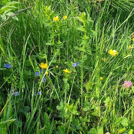 Komfortowy Dom Z Bali Kolo Zielenca Z Widokiem Na Gory * Lasowka