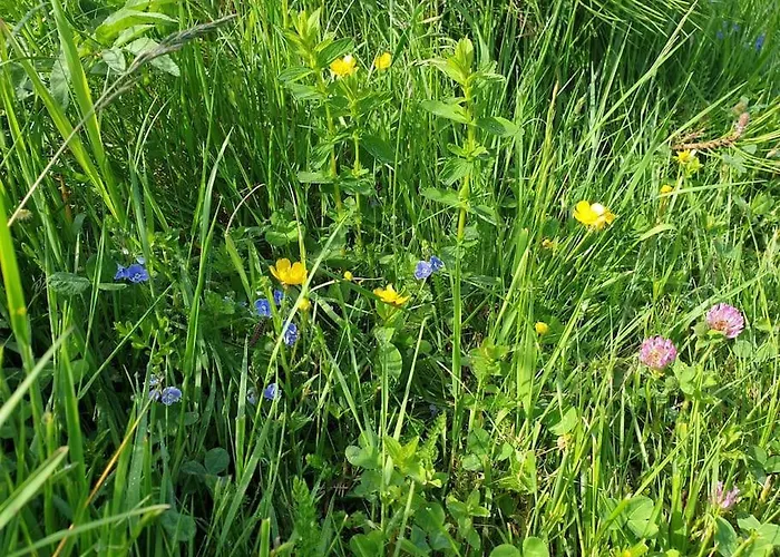 Komfortowy Dom Z Bali Kolo Zielenca Z Widokiem Na Gory * Lasowka